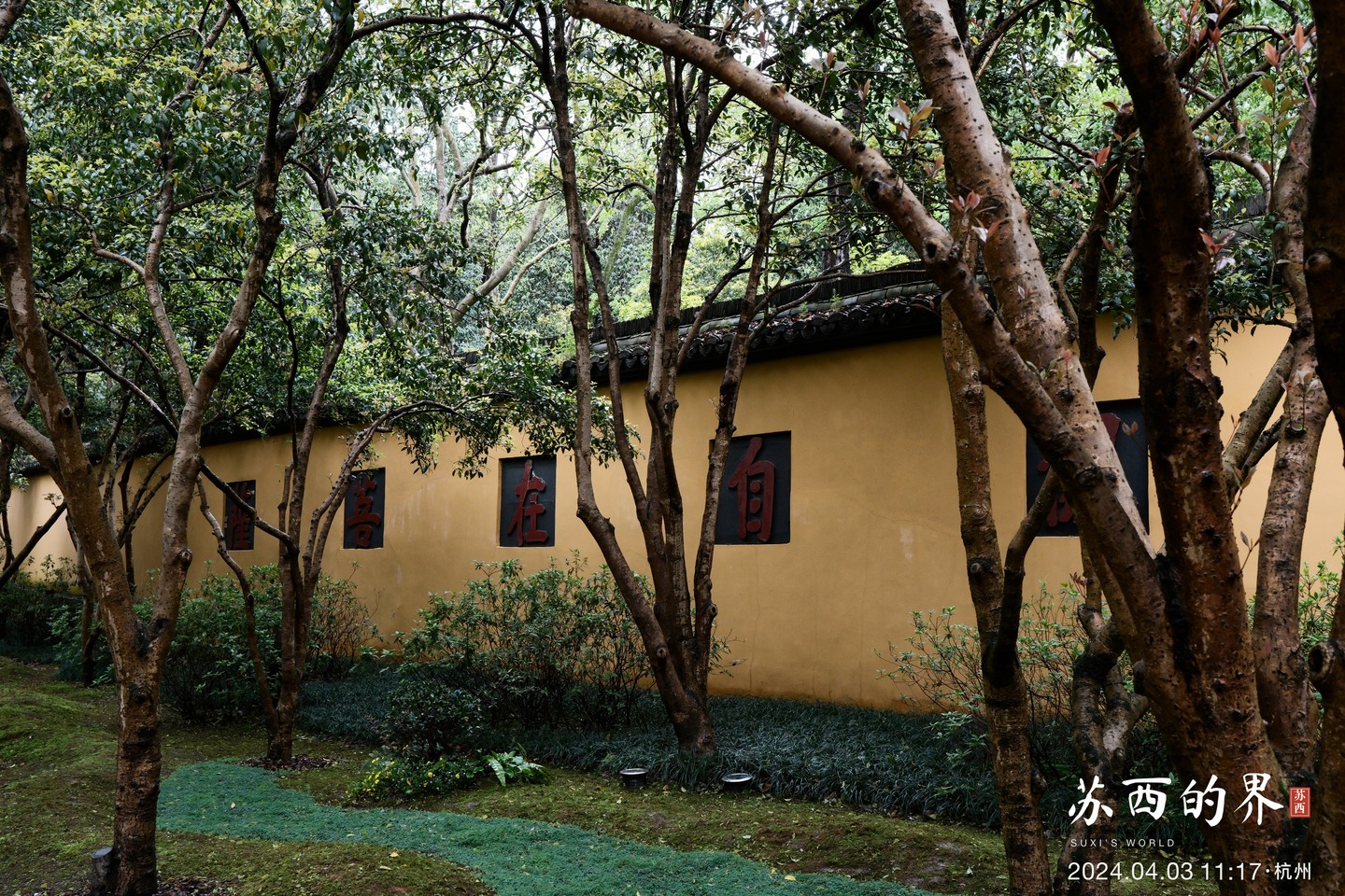 A yellow wall · Hangzhou · 2024.04.03 11:17