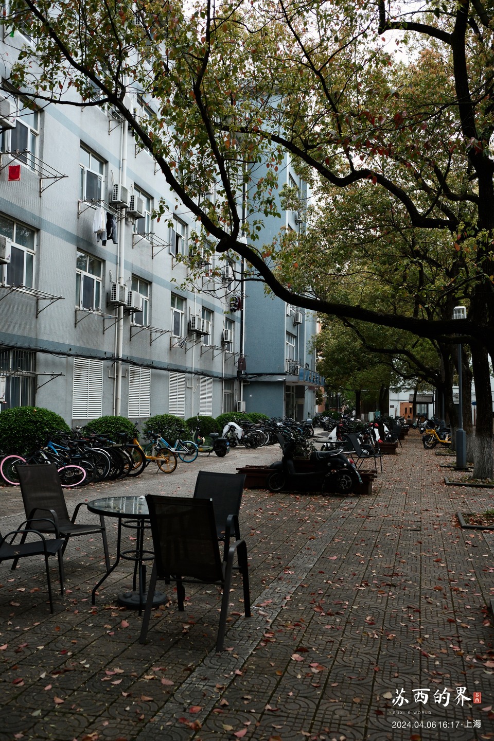 Under the trees · Shanghai · 2024.04.06 16:17