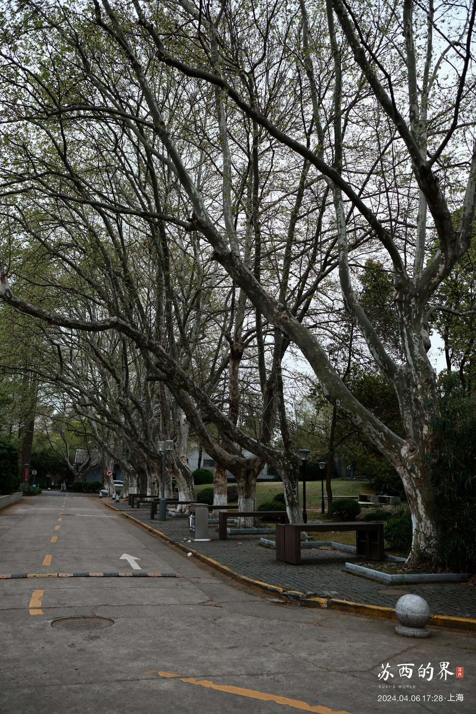 A tree-lined avenue · Shanghai · 2024.04.06 17:28