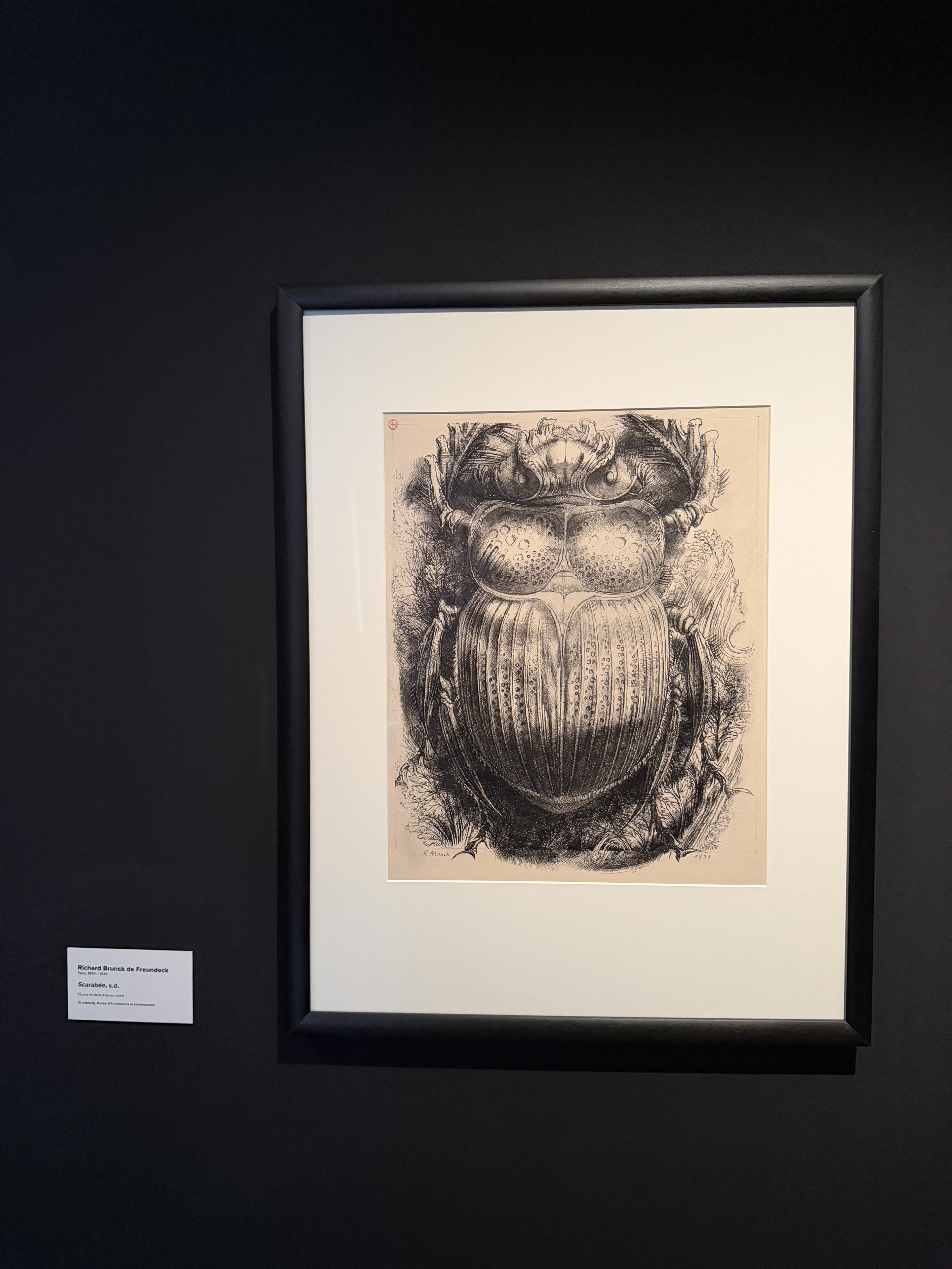 A beetle drawn by Richard Brunck de Freundeck